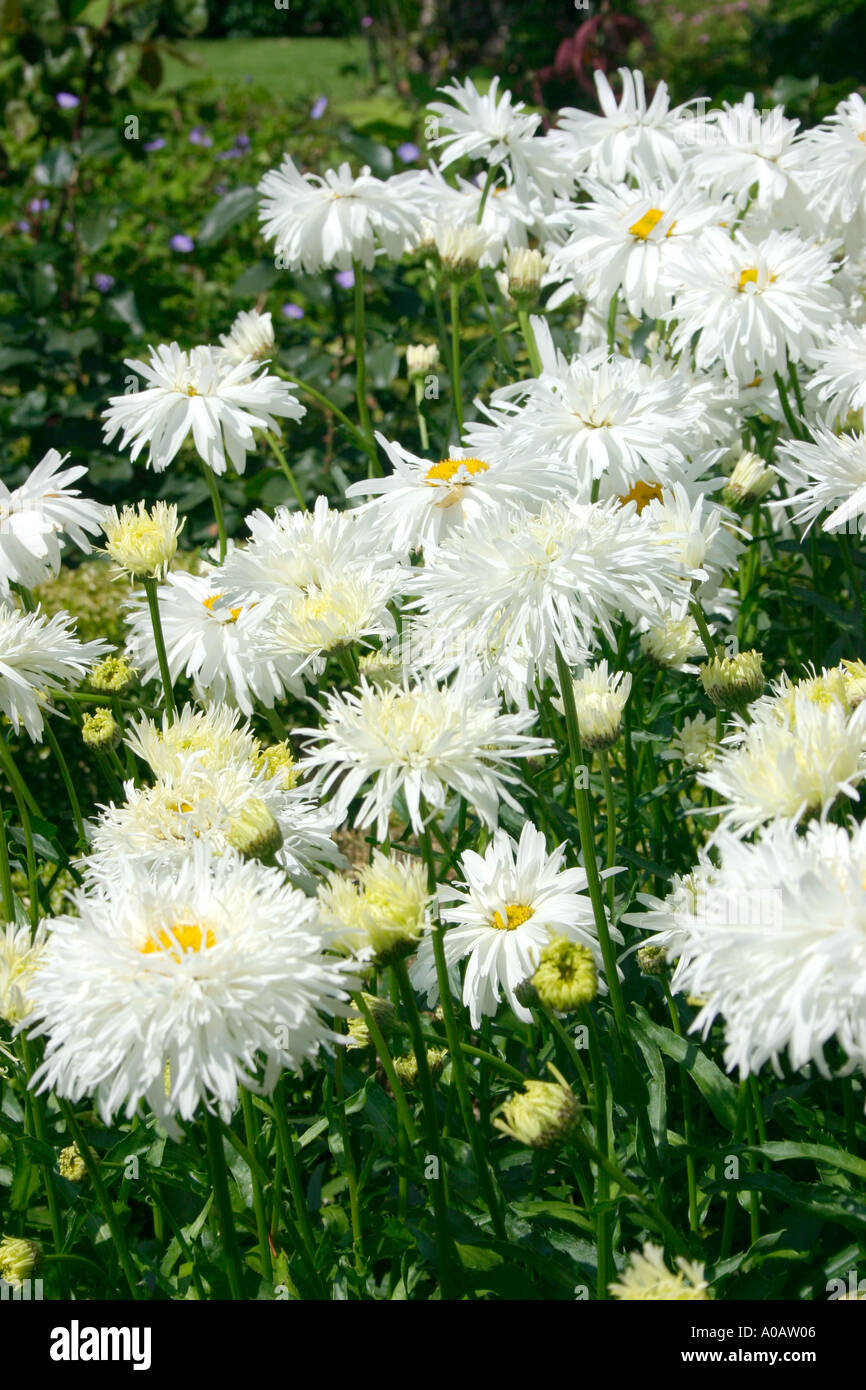 White Flowers Of Garden Plant Leucanthemum X Superbum Shaggy Common Name Shasta Daisy Stock Photo Alamy