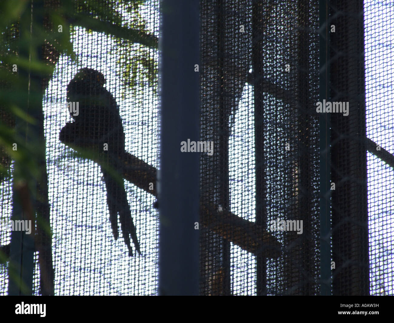 parrot in a cage Stock Photo Alamy