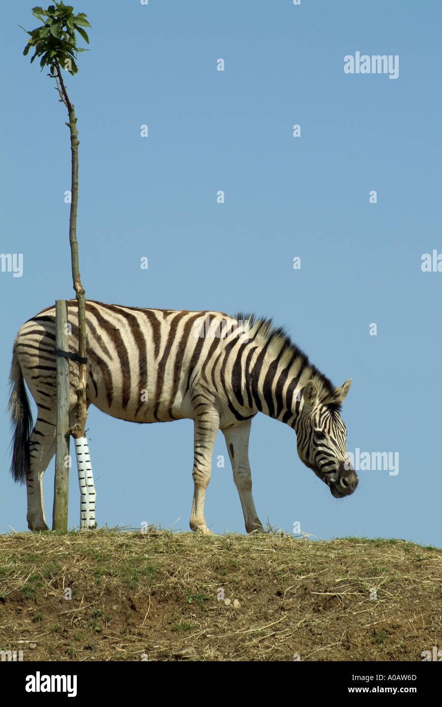 Zebra colchester zoo hi-res stock photography and images - Alamy