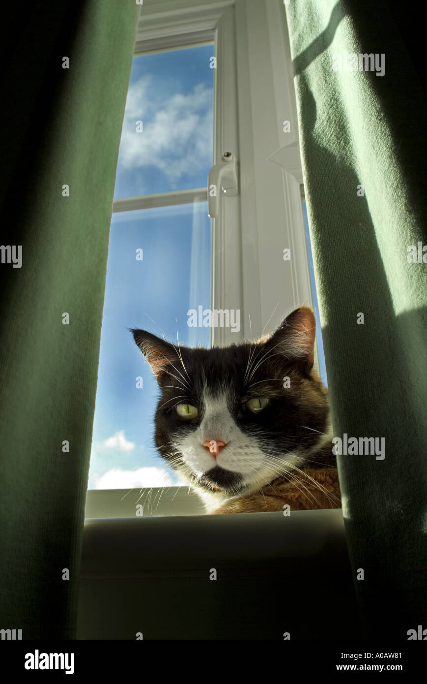 Tortoise shell cat hi-res stock photography and images - Alamy