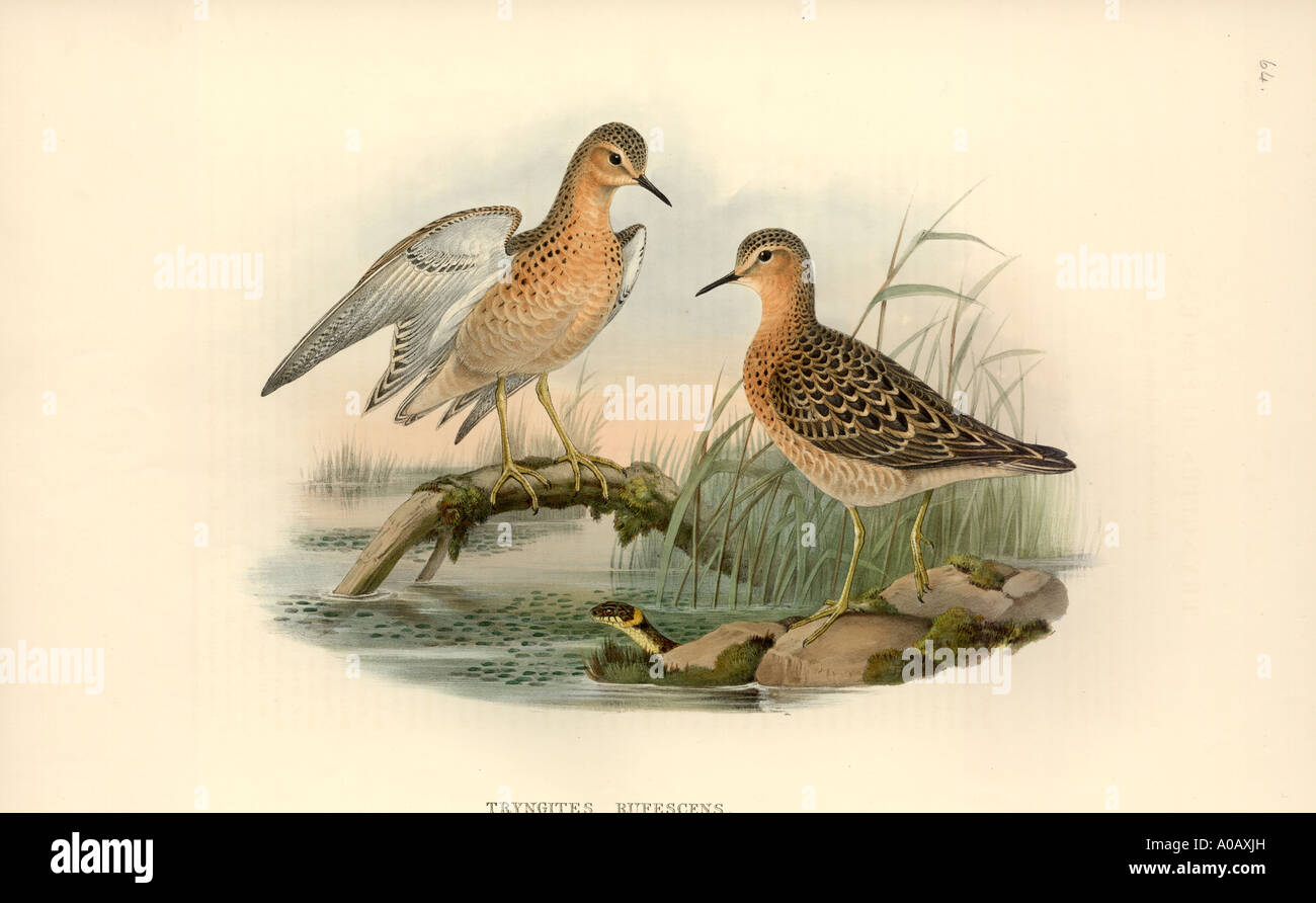 Tryngites subruficollis buff breasted sandpiper Stock Photo