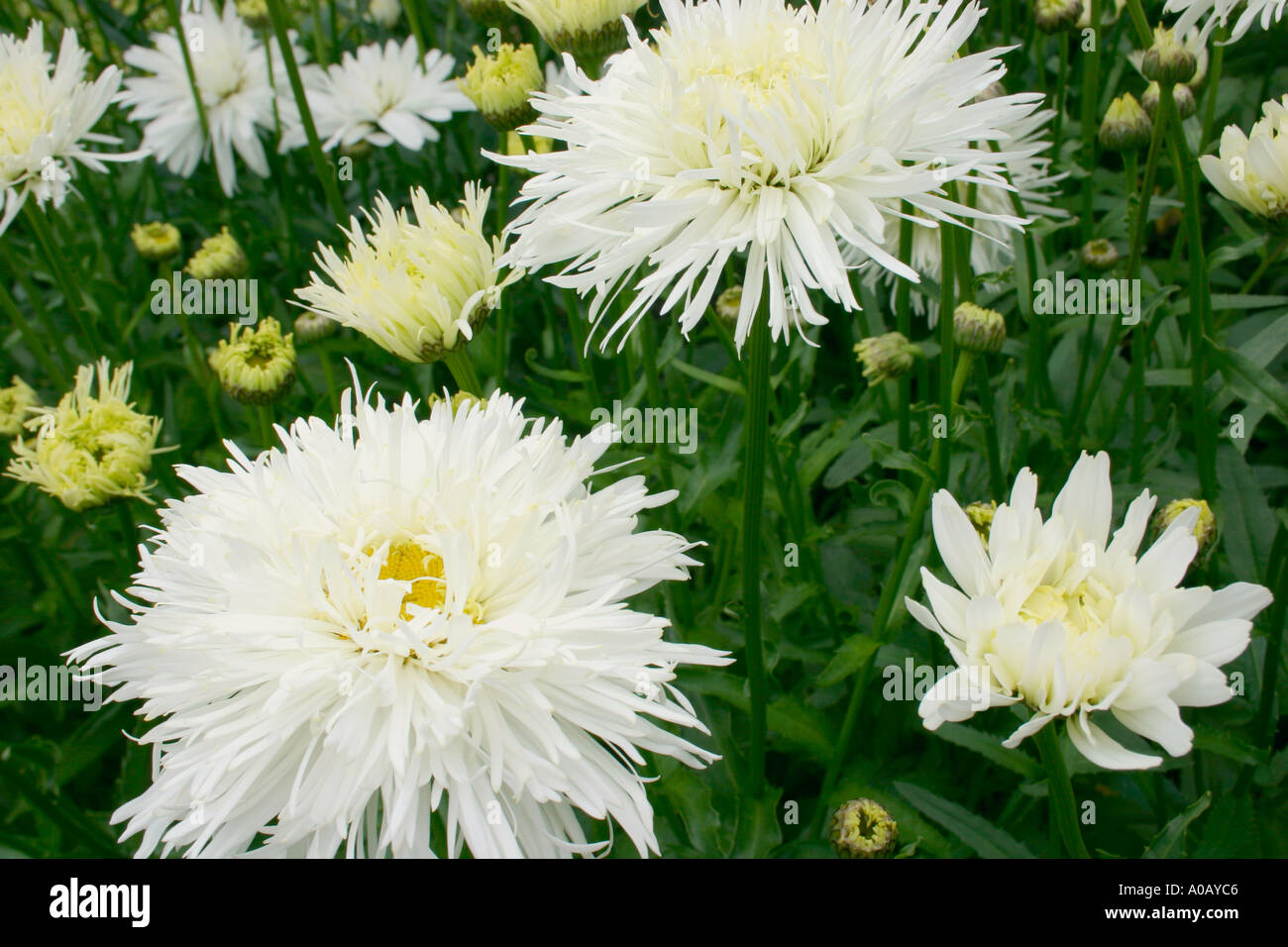 White Flowers Of Garden Plant Leucanthemum X Superbum Common Name Shasta Daisy Stock Photo Alamy