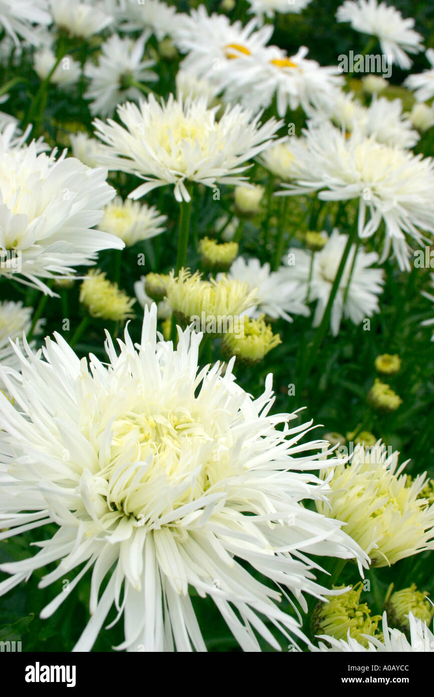 White Flowers Of Garden Plant Leucanthemum X Superbum Shaggy Common Name Shasta Daisy Stock Photo Alamy