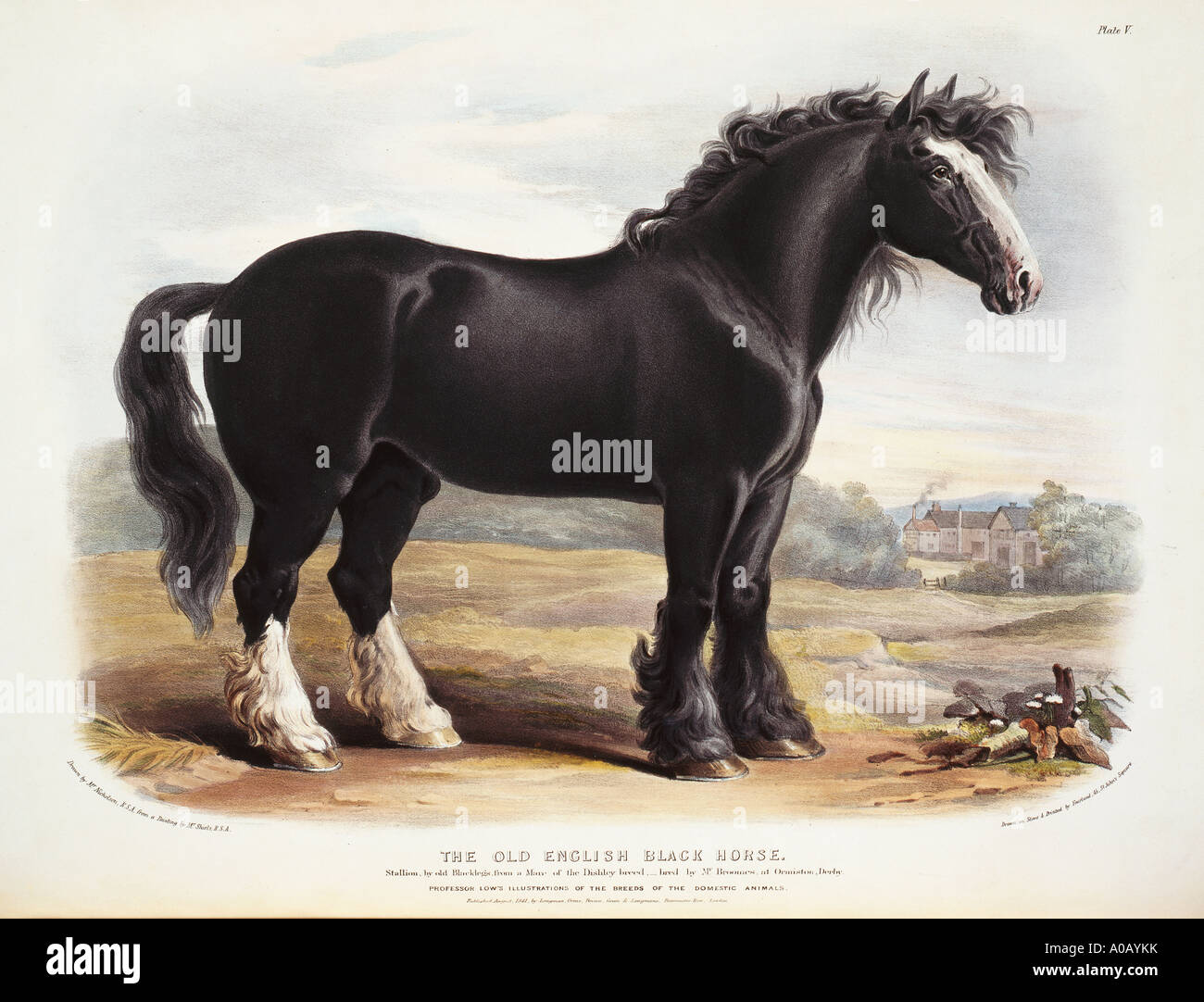 Old english black horse hi-res stock photography and images - Alamy
