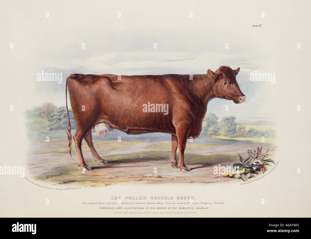 Bos Taurus Cattle Stock Photo Alamy
