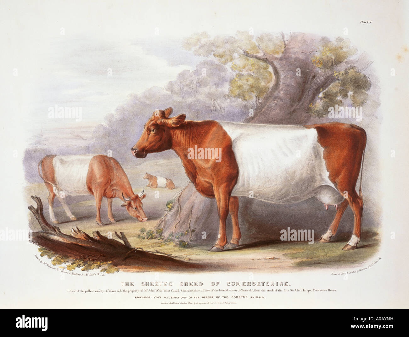 Bos taurus cattle Stock Photo - Alamy