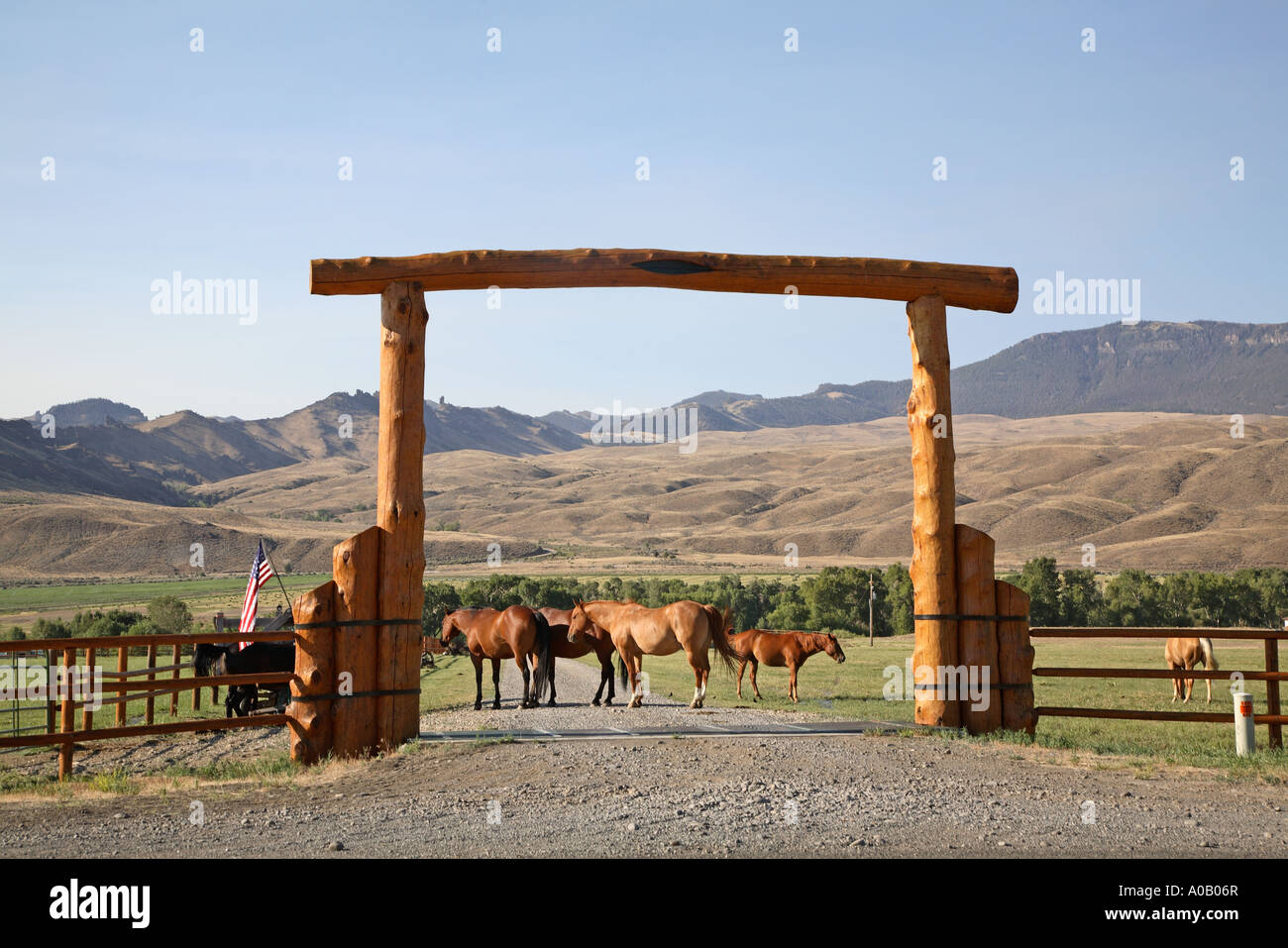 Tore horse hi-res stock photography and images - Alamy