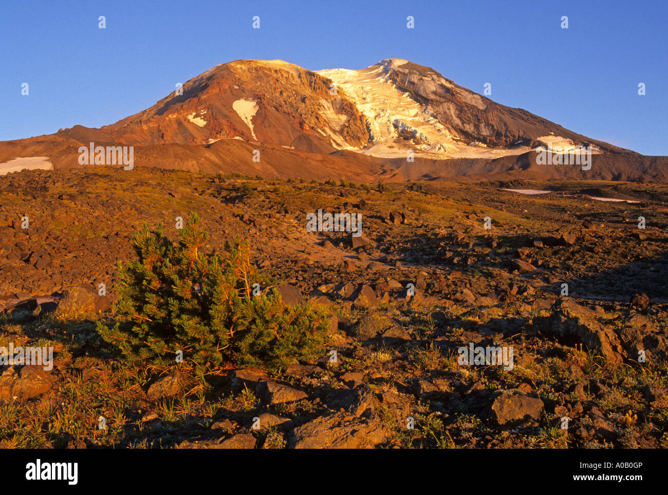 Alpenglow at the Meadows at Highcamp on Mount Adams in the Gifford