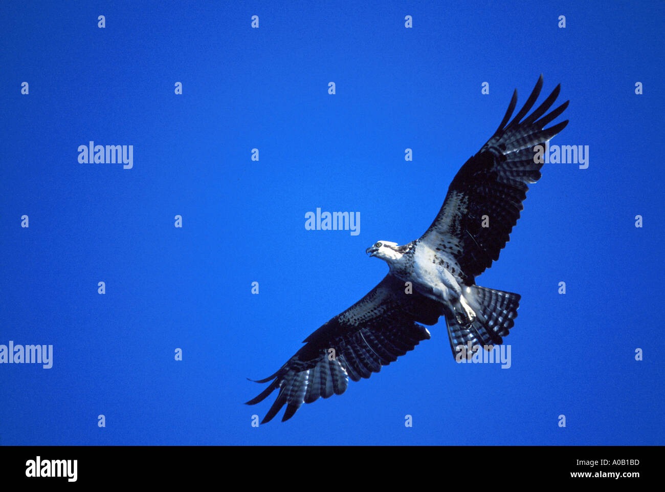 osprey in flight Stock Photo