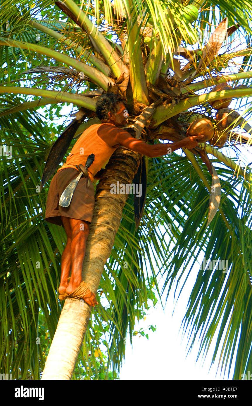 Coconut plucker hires stock photography and images Alamy