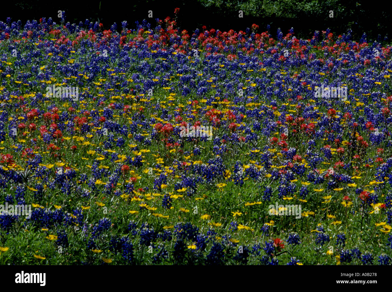 Mixed Texas wildflowers in Big Foot, Texas Stock Photo