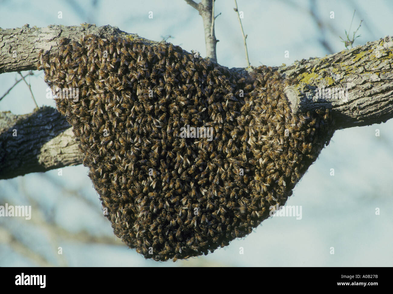 Honey Bee Apis Mellifera swarm of bees resting on tree limb Stock Photo
