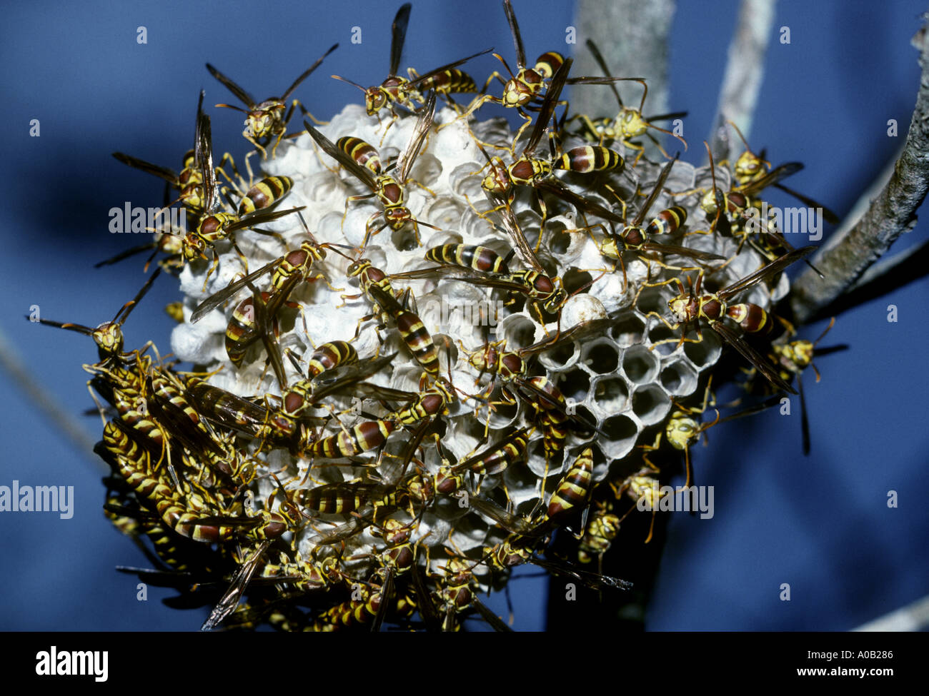 Paper Wasp Polistes Exclamans nest covered with paper wasp Stock Photo