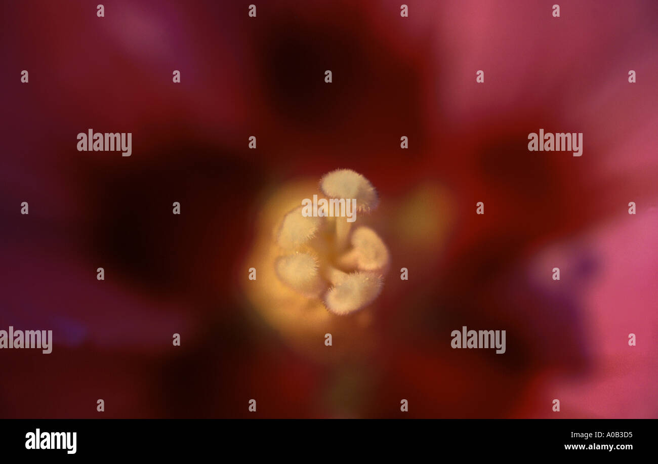 Stamens Abstract Stock Photo