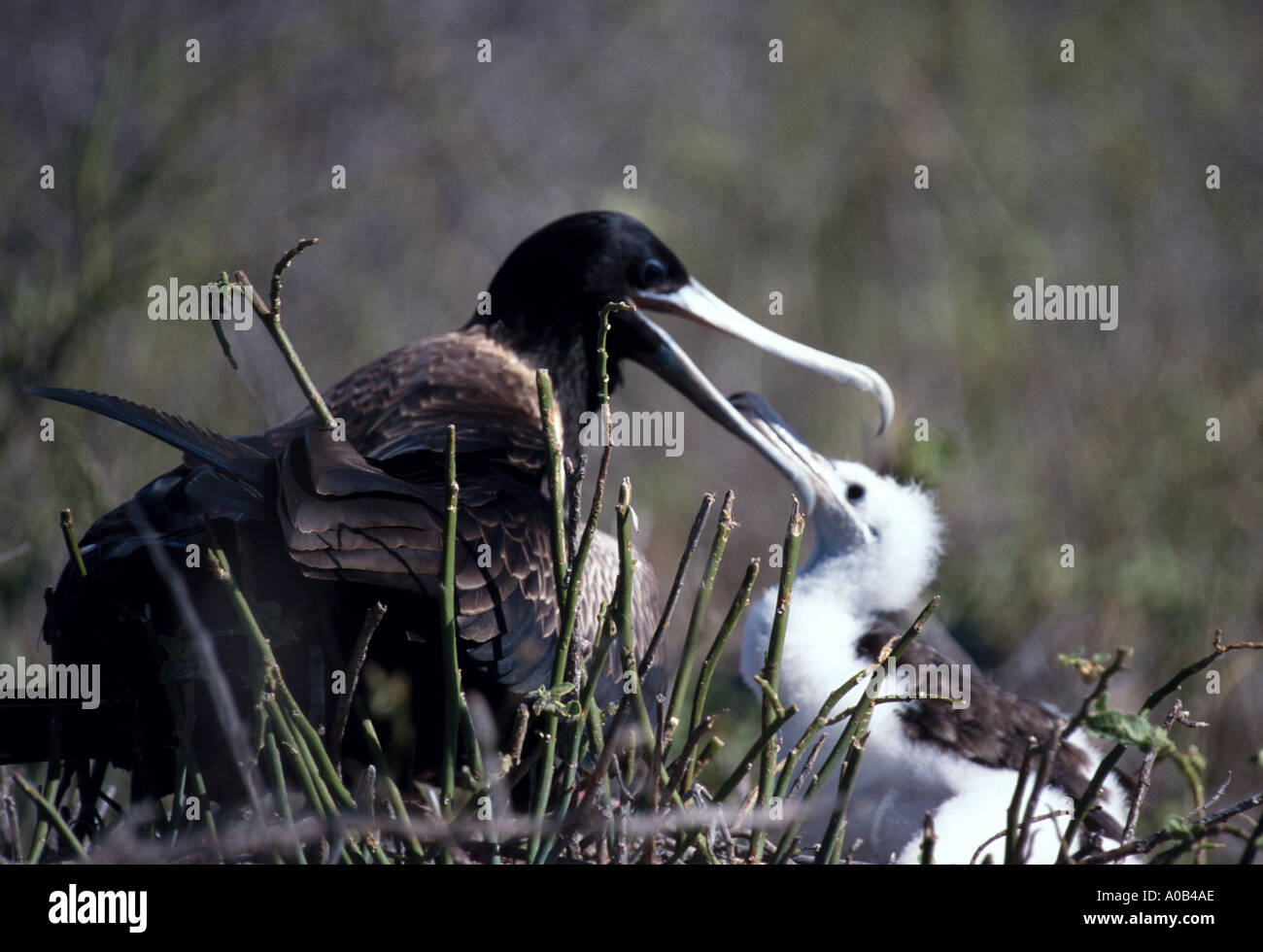 Frigate Bird feeding young on North Seymour one of the Galapagos Islands Stock Photo