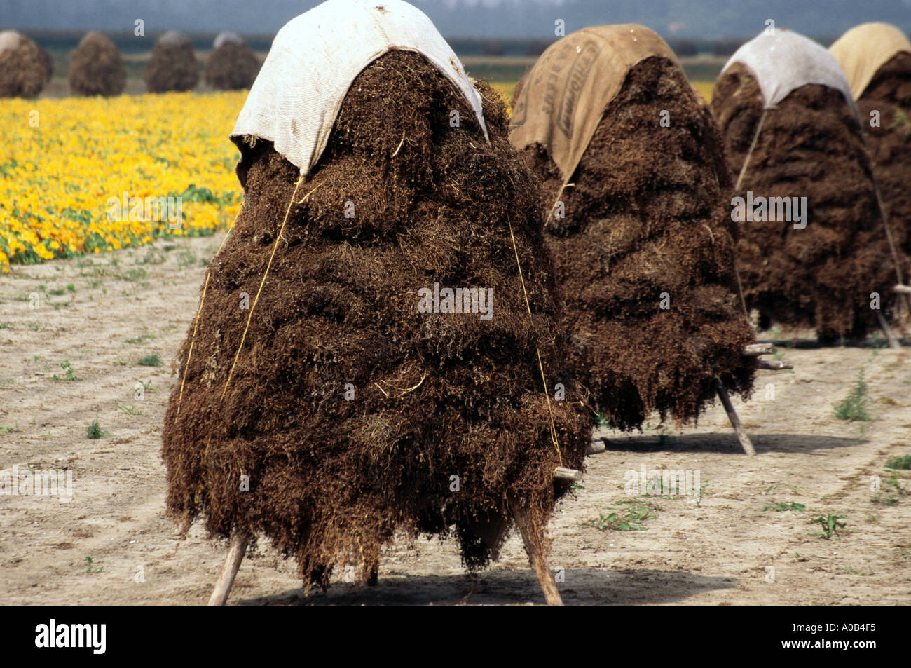 harvest of seed from flowers in Holland Stock Photo Alamy