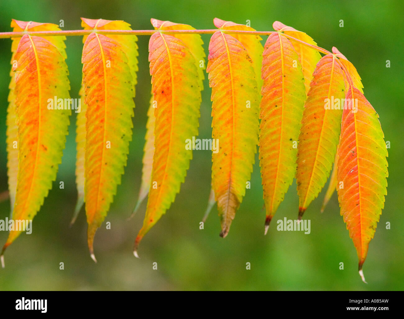 Staghorn sumac leaves in autumn Rhus typhina Stock Photo