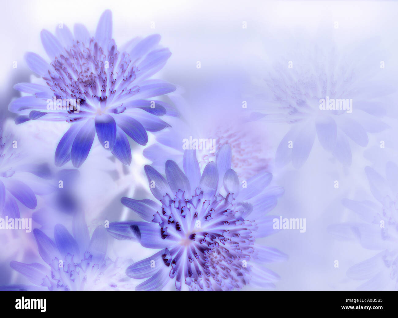 Abstract flowers art hi-res stock photography and images - Alamy