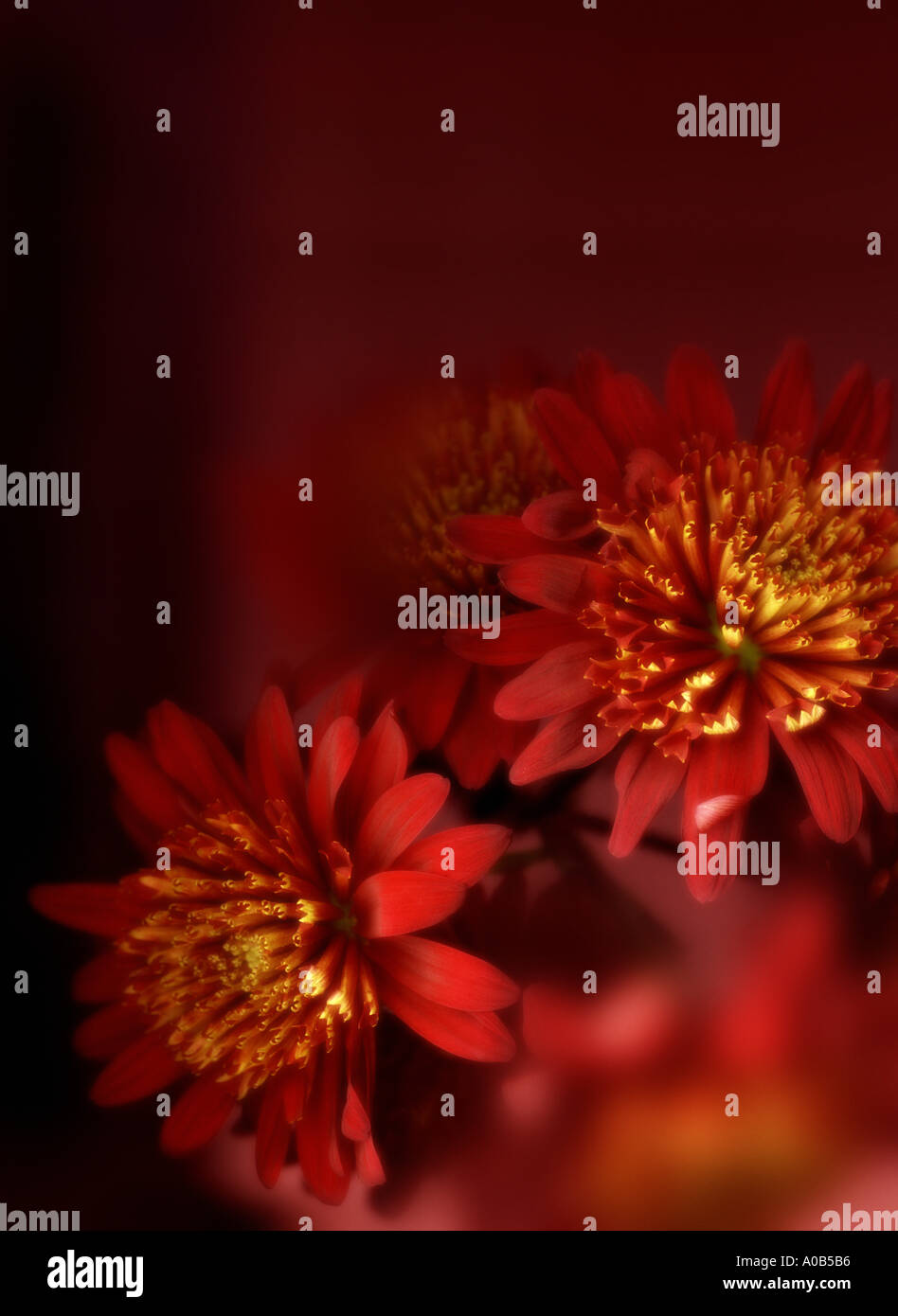 Red flowers plant hi-res stock photography and images - Alamy