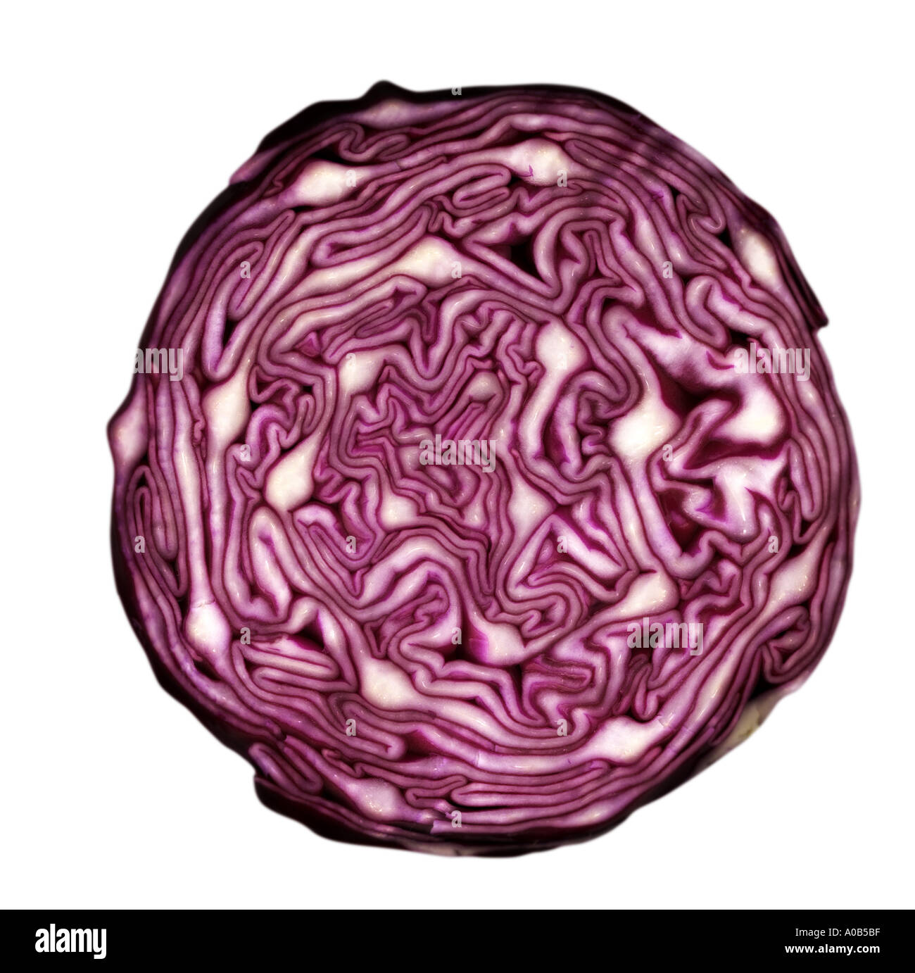Cabbage Stock Photo
