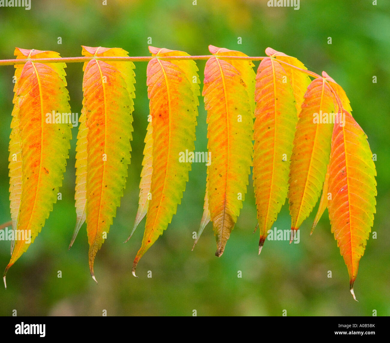 Staghorn sumac leaf in autumn Rhus typhina Stock Photo