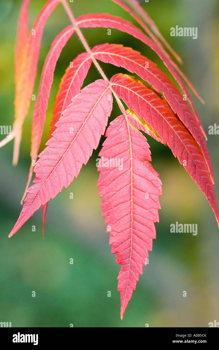 Staghorn sumac leaf turning red in autumn Rhus typhina Stock Photo