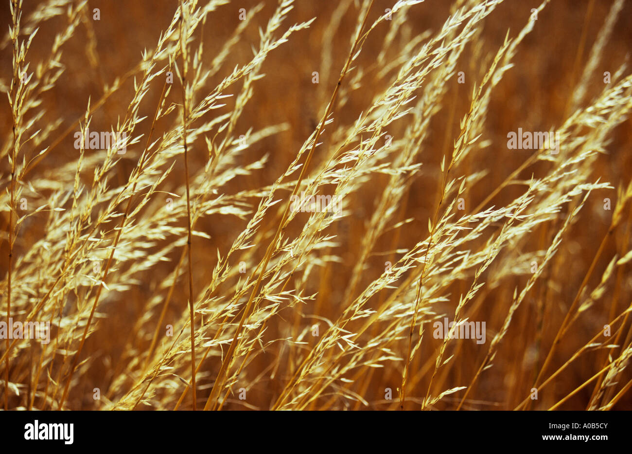 Close up of backlit ripened or emptied seedheads of Red or Creeping fescue grass or Festuca rubra with golden brown wheat Stock Photo