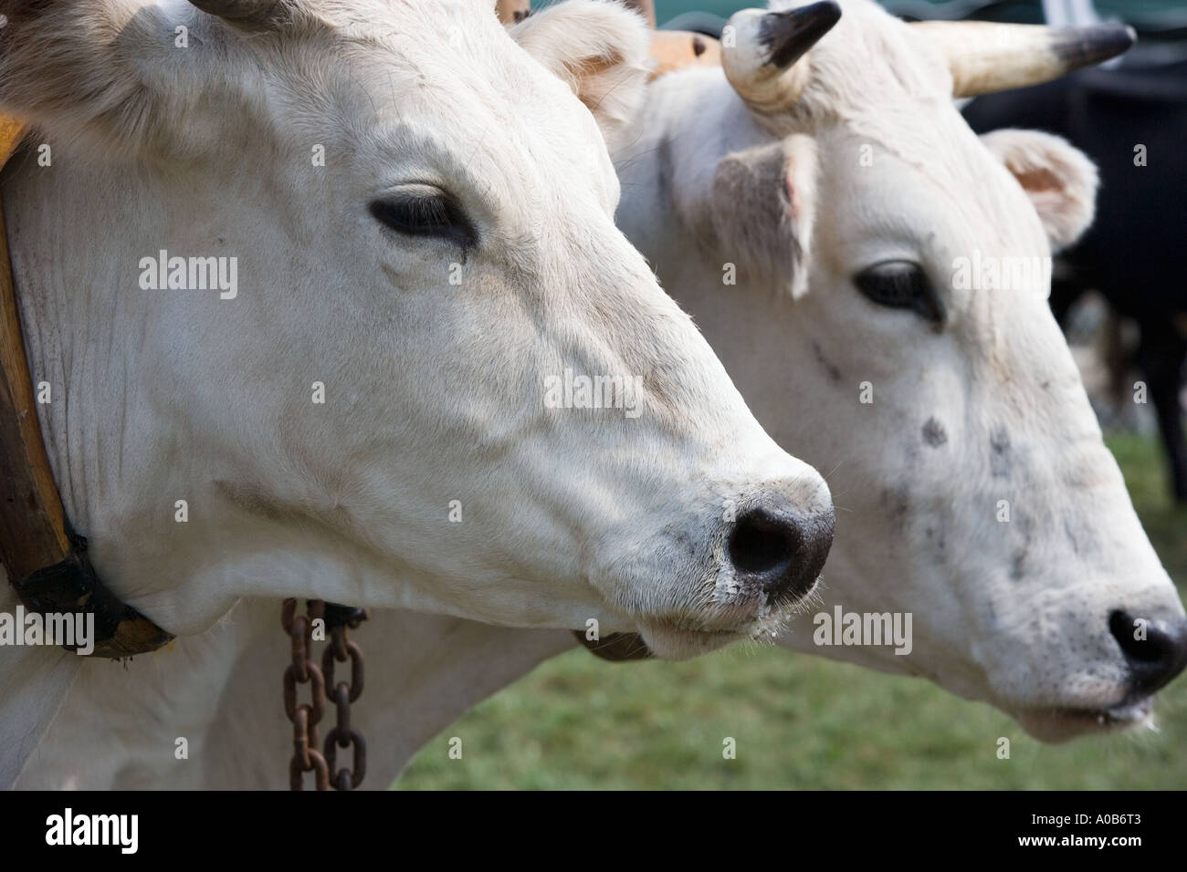 Pair of white oxen Stock Photo - Alamy