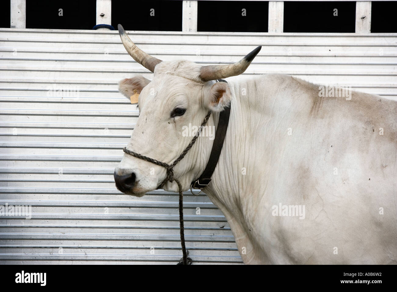 White oxen Stock Photo