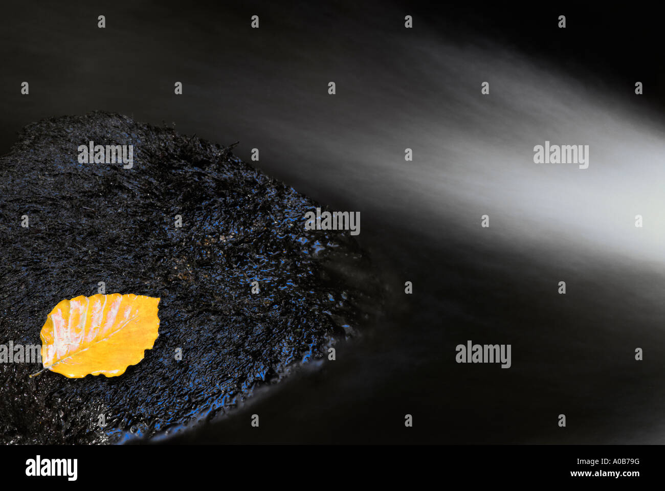 Abstract gold leaf on black hi-res stock photography and images - Alamy