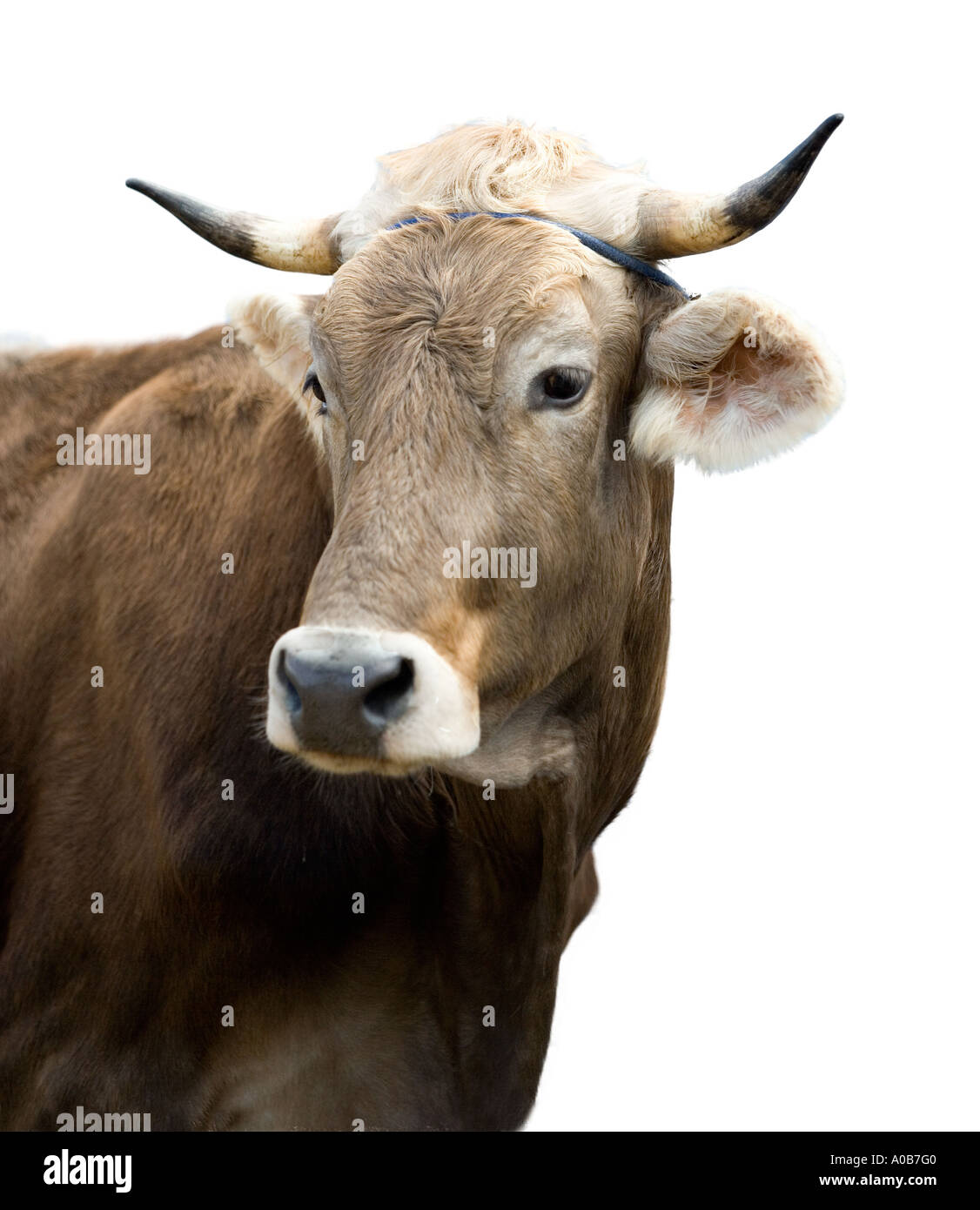 Brown Swiss oxen silhouetted on white background Stock Photo