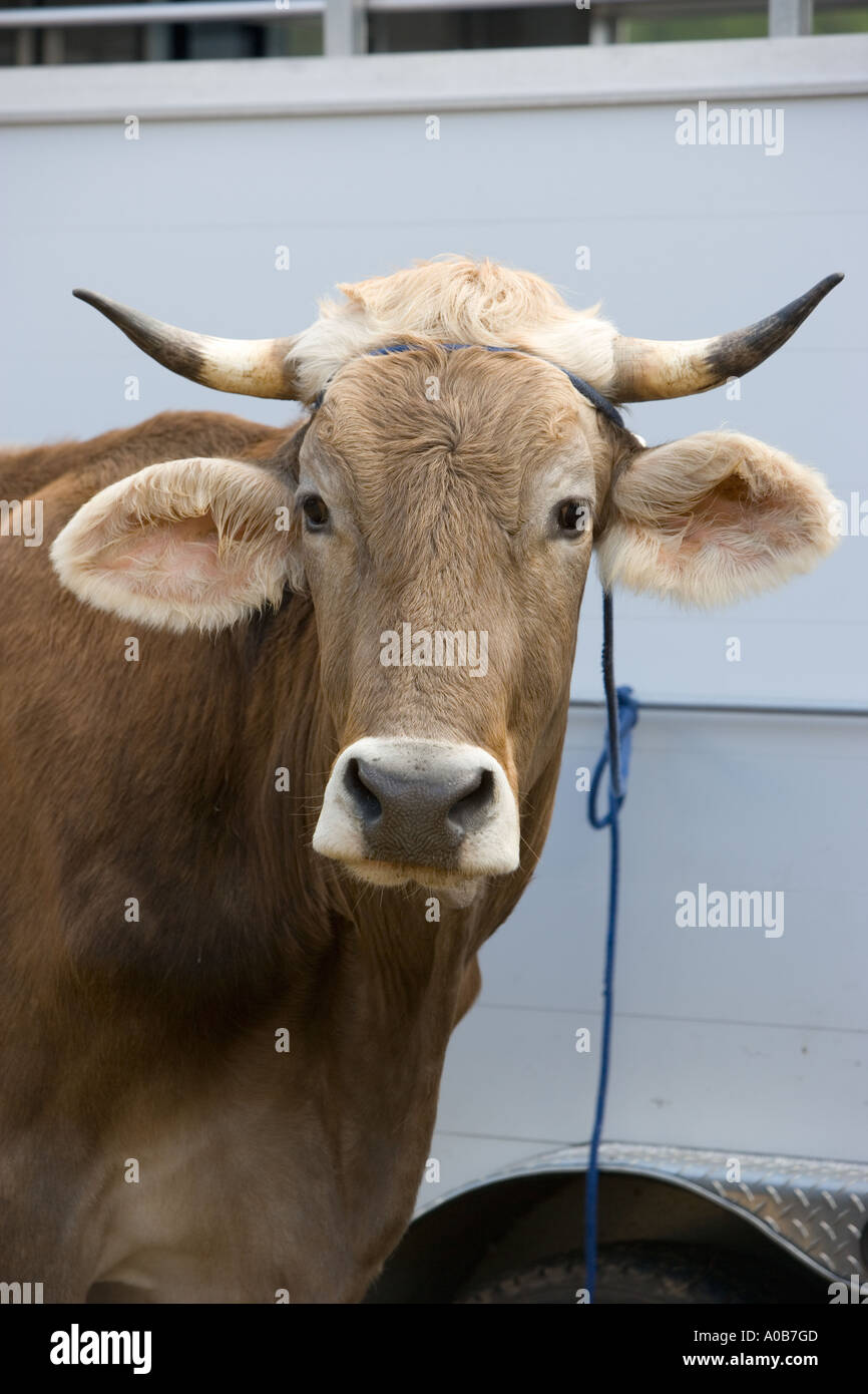 Brown Swiss oxen Stock Photo