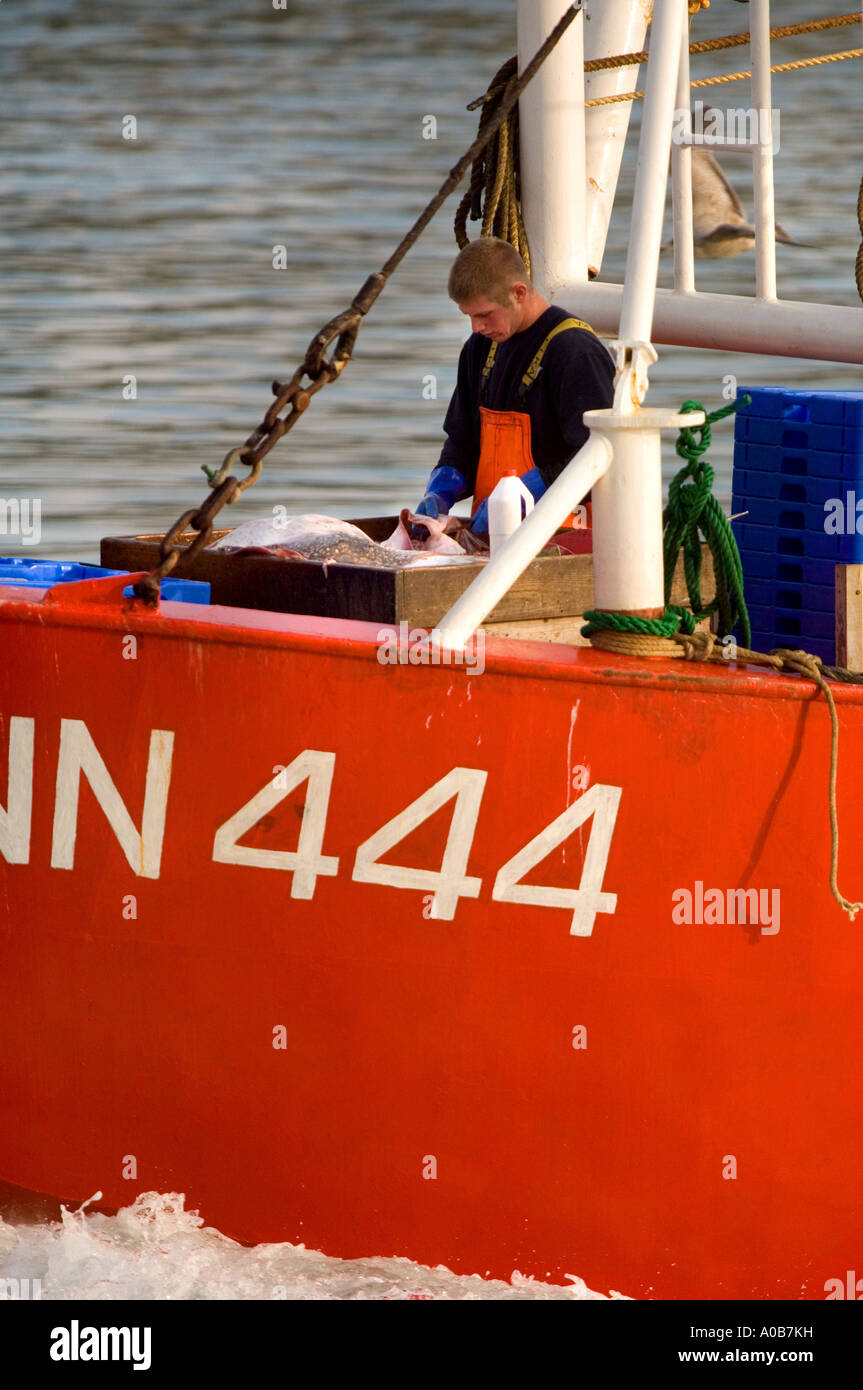 A trawlerman sorting the catch as a fishing trawler returns to port. Picture by Jim Holden. Stock Photo