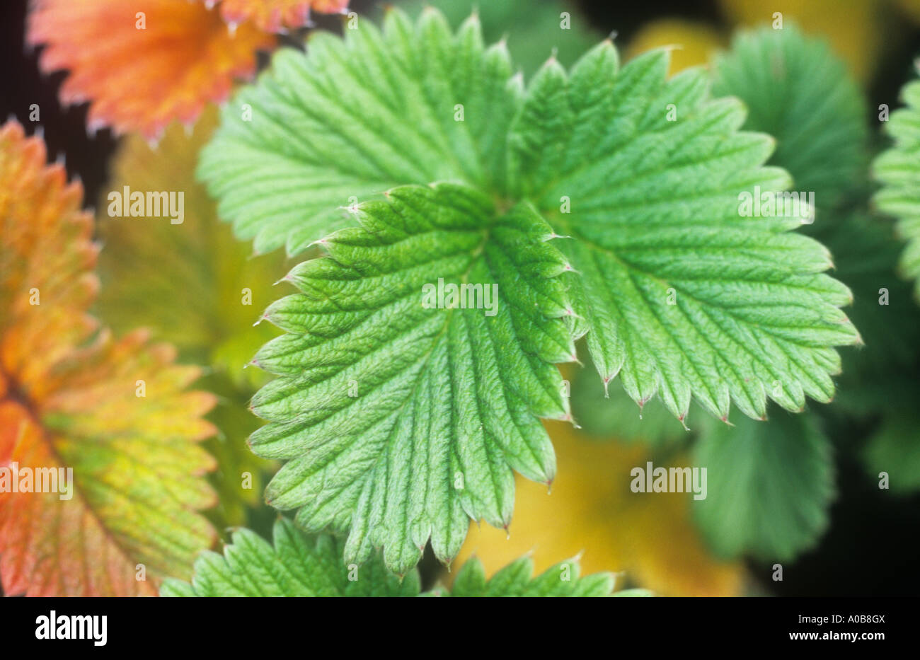 Close up of soft veined pale green and strawberry pink leaves of Cinquefoil or Potentilla Edna in late summer Stock Photo