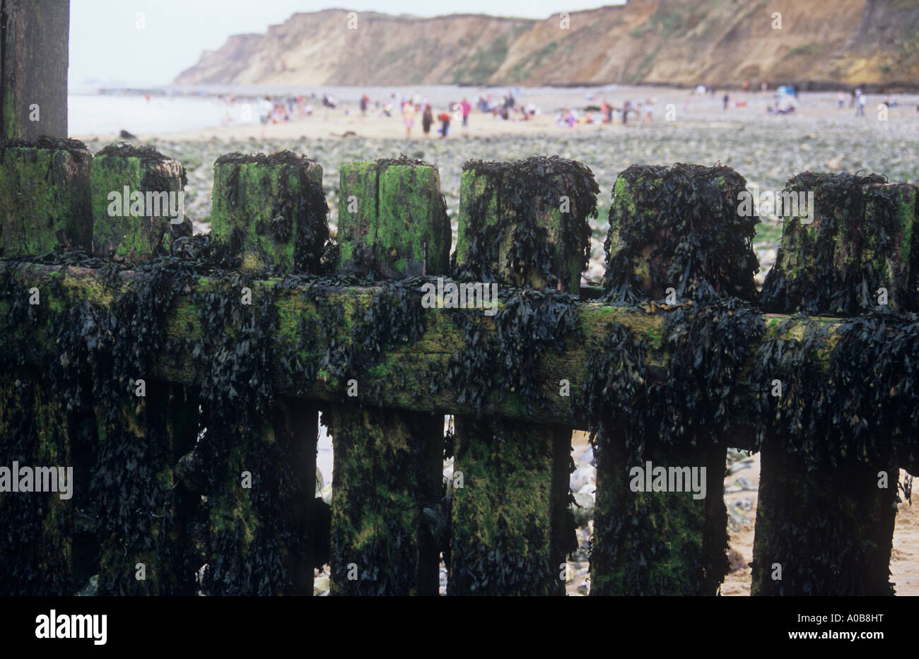 Close up of seaside groyne encrusted with brown Bladder wrack seaweed or Fucus vesiculosus with people beach and cliffs behind Stock Photo