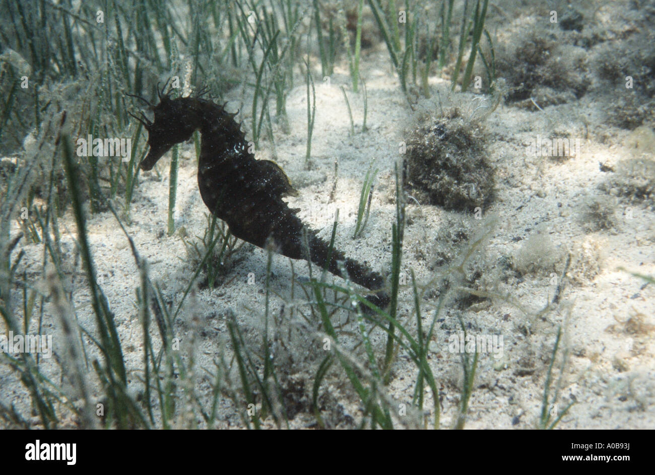 seahorse (Hippocampus spec.), between eel grass Stock Photo