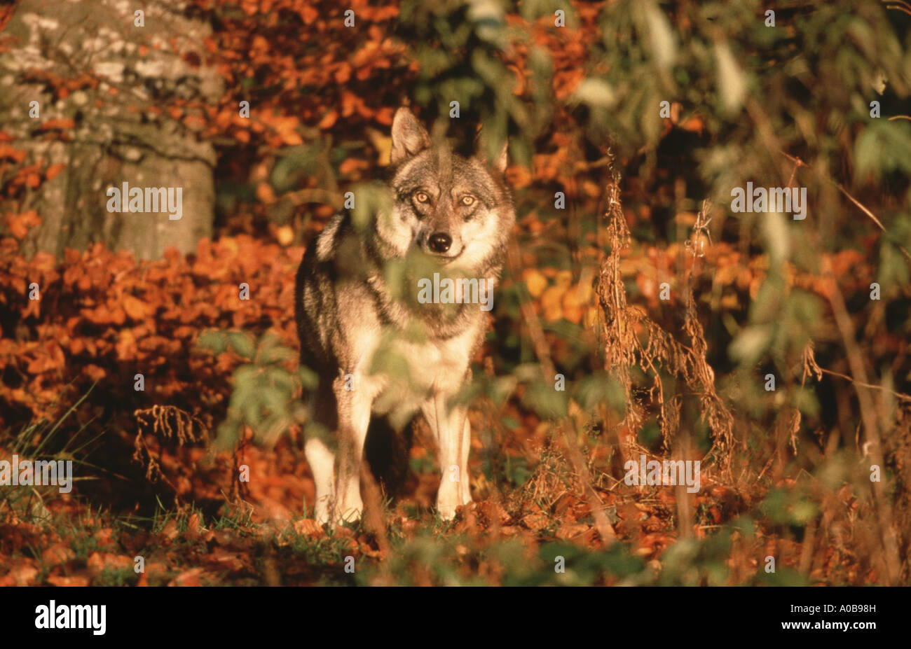 European gray wolf (Canis lupus lupus), Germany, NP Bayerischer Wald ...