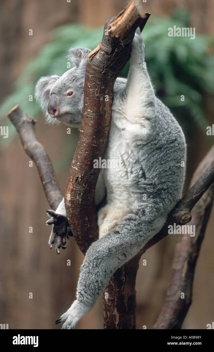 Koala sitting on side of tree hi-res stock photography and images - Alamy