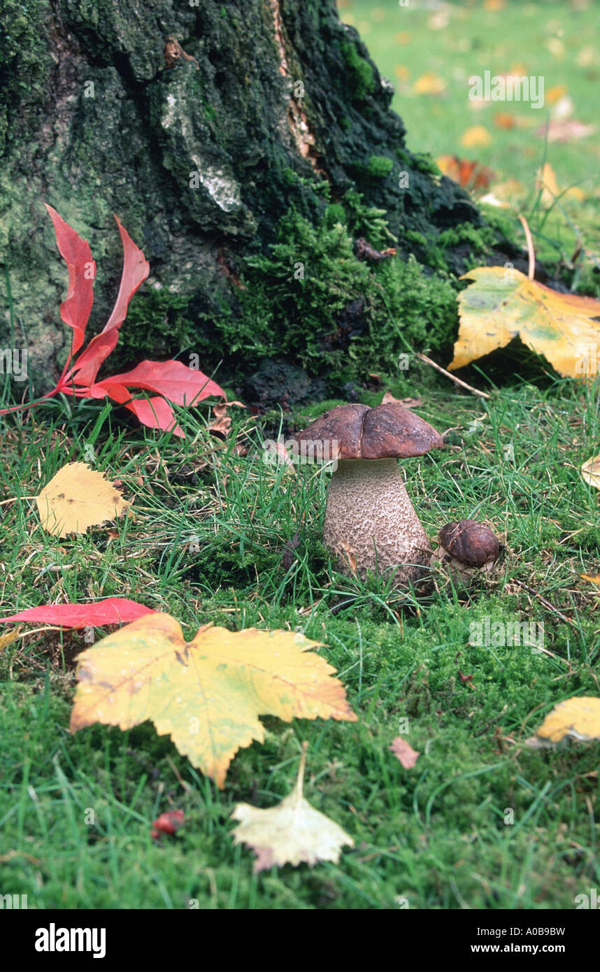brown birch bolete (Leccinum scabrum), growing at the base of a birch