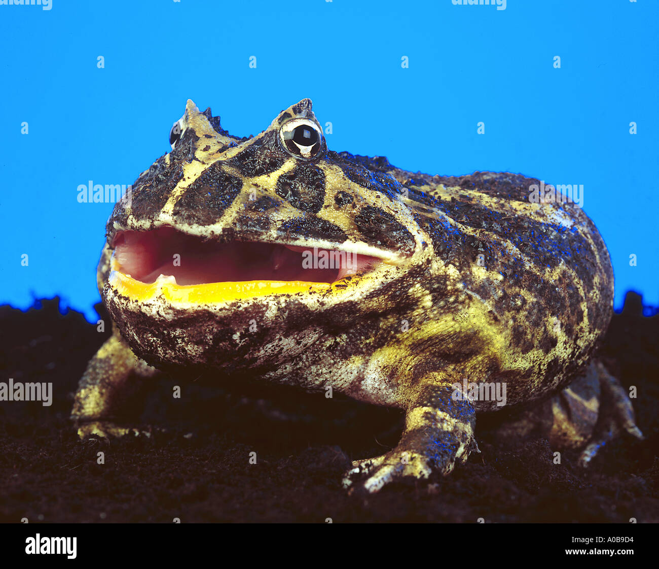 Wide Mouth Frog Hi res Stock Photography And Images Alamy