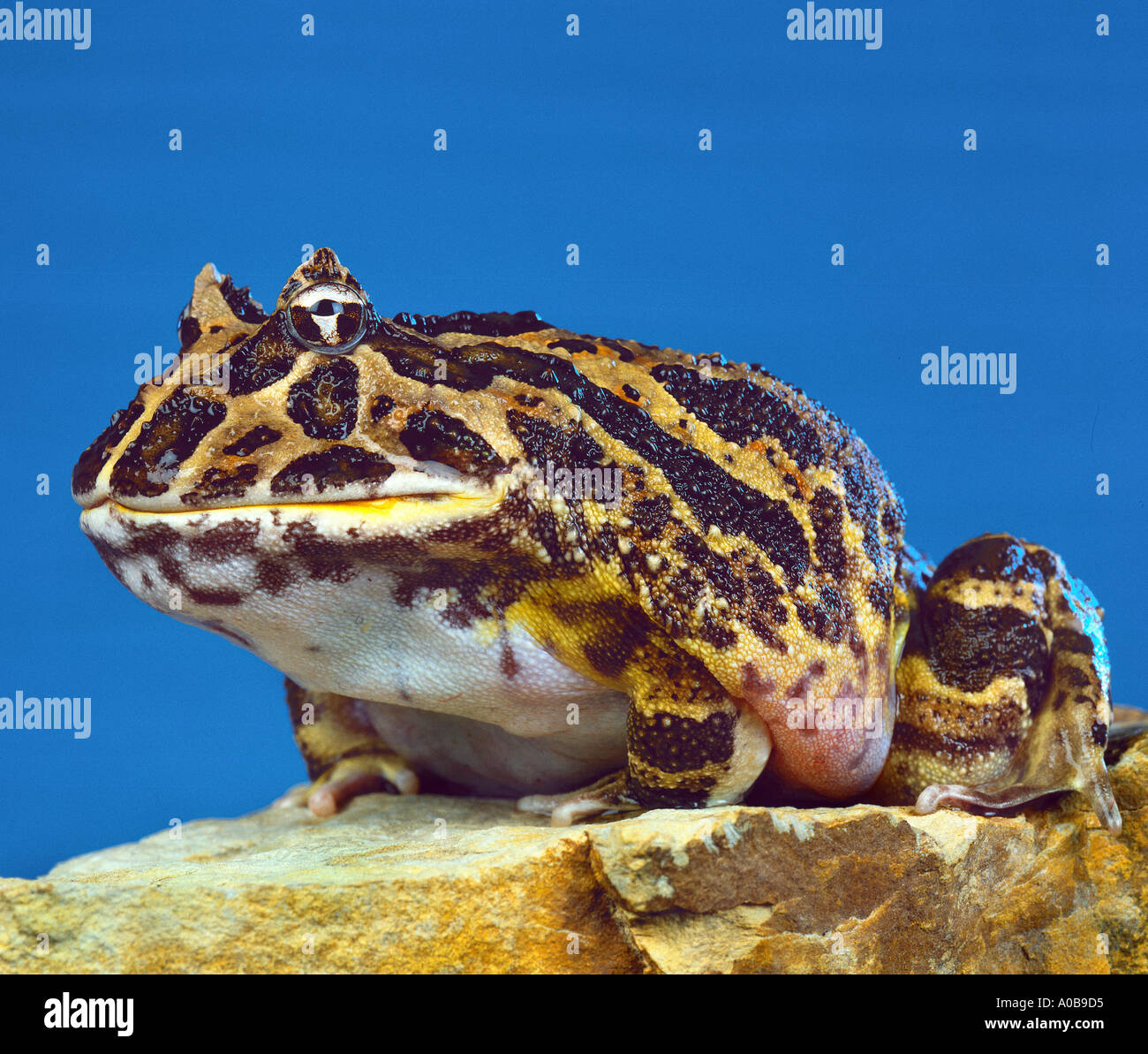 Horned Frog Horn frosch CERATOPHRYS ORNATA frogs amphibian Animal big mouth from ARGENTINA giant frog Warts Loudmouth Stock Photo