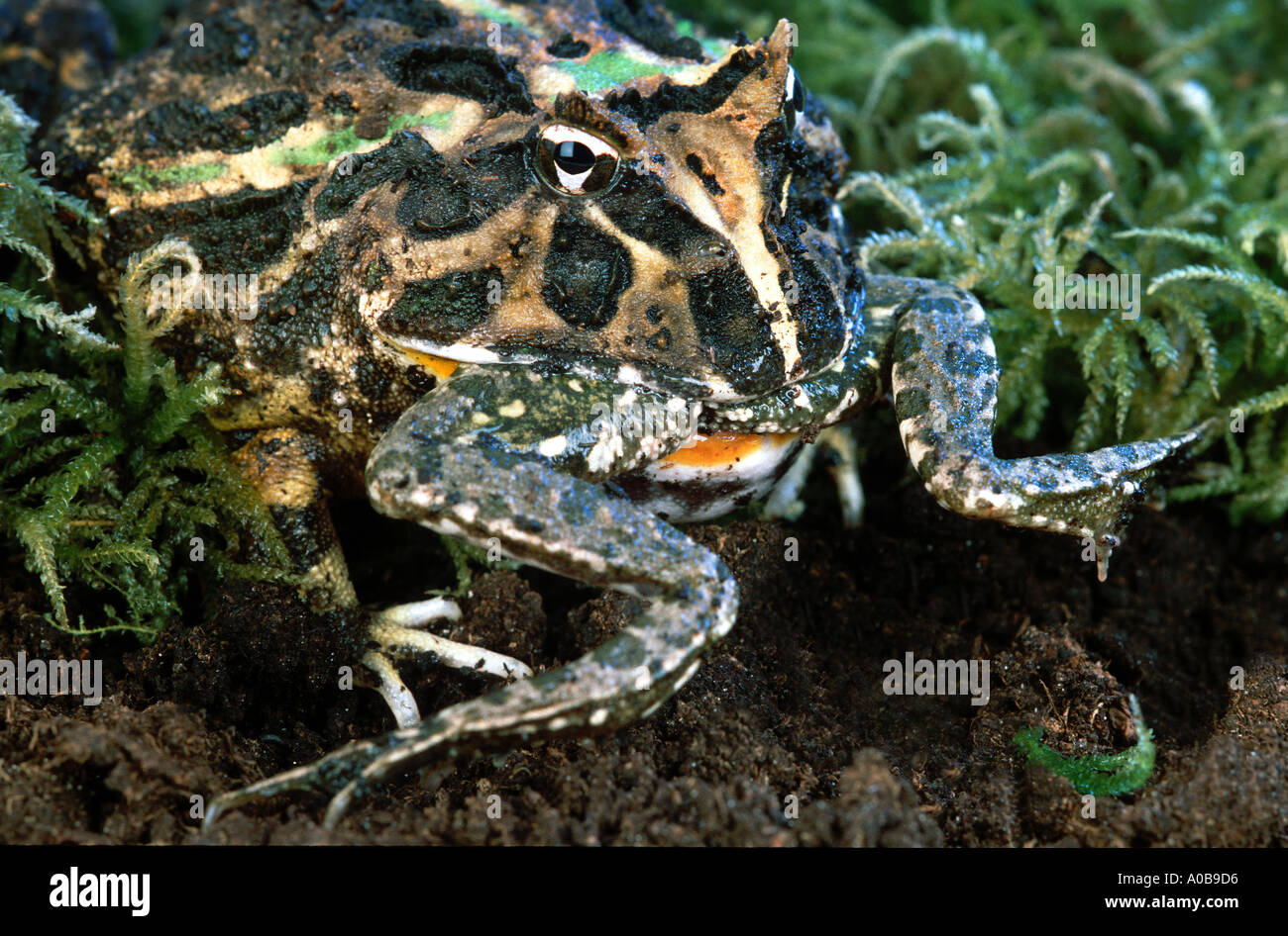 Horned Frog Horn frosch CERATOPHRYS ORNATA eating an animal of the same