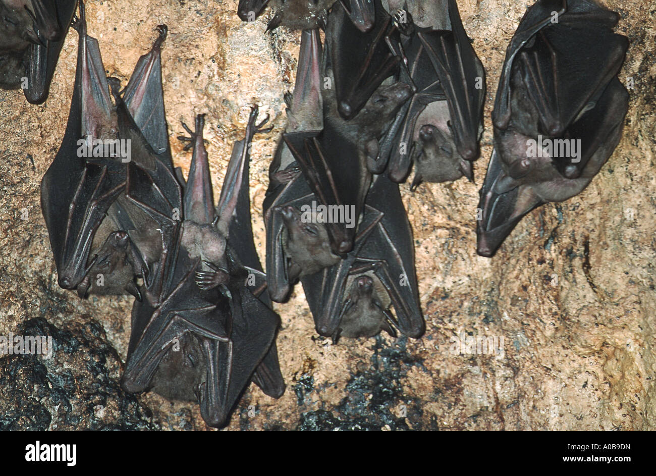 Old World fruit bats (Pteropodidae), hanging at sleeping place, Indonesia Stock Photo