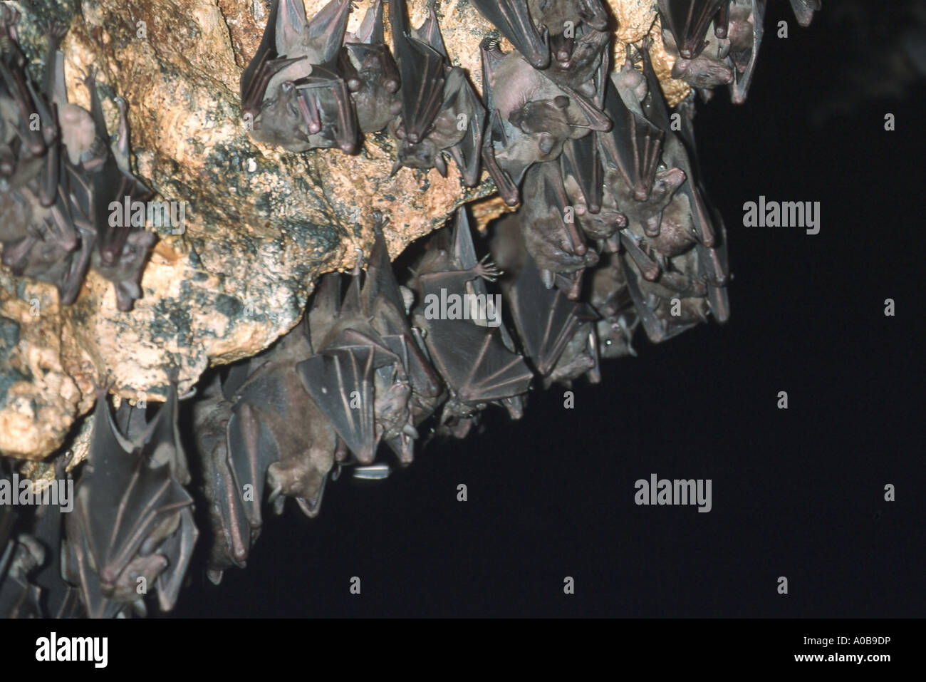 Old World fruit bats (Pteropodidae), hanging at sleeping place, Indonesia Stock Photo