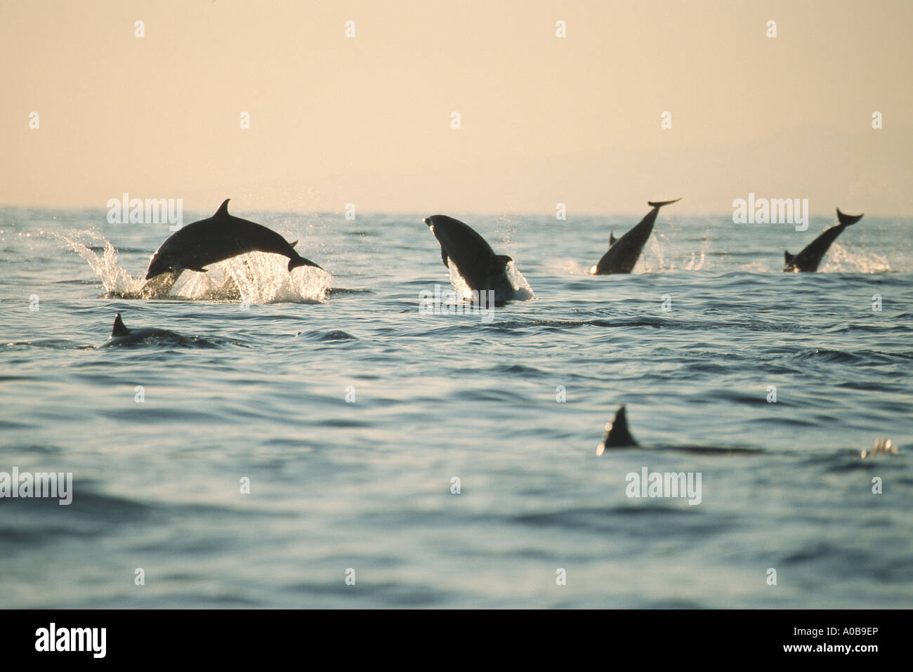 shortsnouted whitebelly dolphin, Fraser's dolphin, Sarawak dolphin, Bornean dolphin (Lagenodelphis hosei), school at sunset, ju Stock Photo