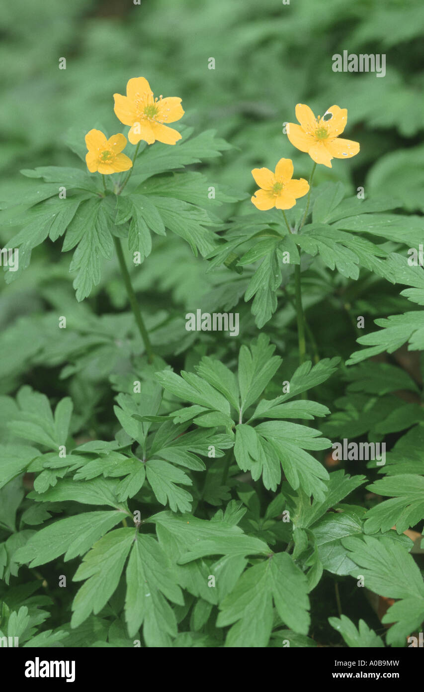 yellow anemone, yellow wood anemone, buttercup anemone (Anemone ...