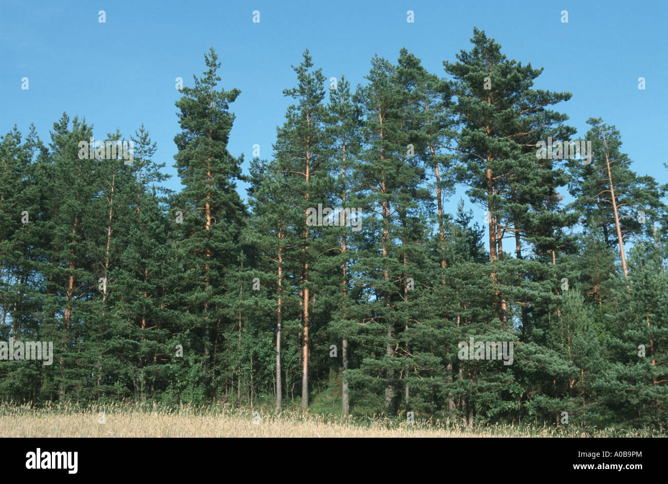 Scotch pine, scots pine (Pinus sylvestris), forest Stock Photo