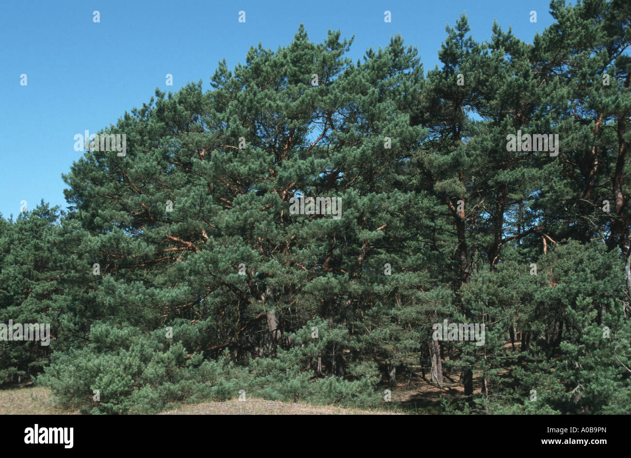 Scotch pine, scots pine (Pinus sylvestris), forest Stock Photo