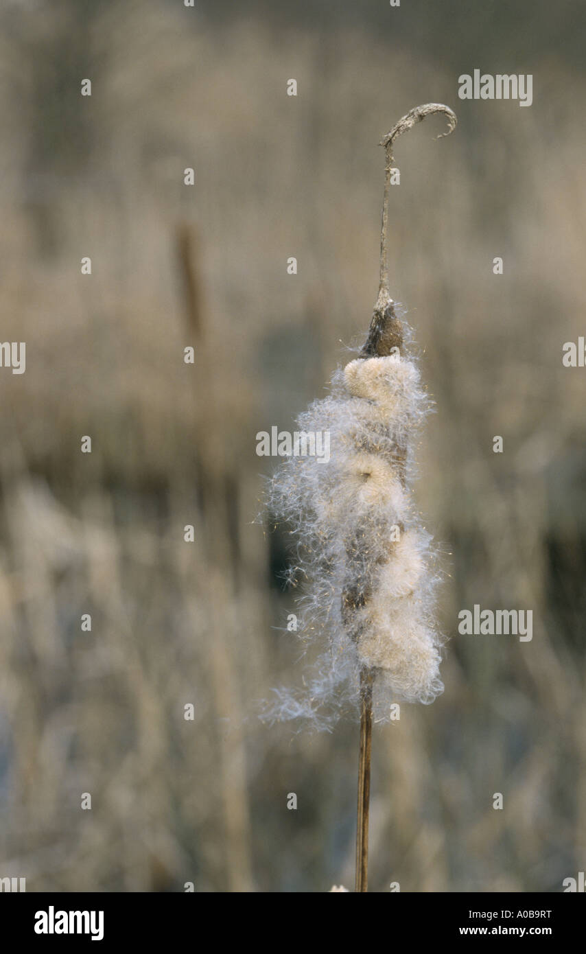 common cattail, broad-leaved cattail, great reedmace, bulrush (Typha latifolia), ripe infructescence Stock Photo