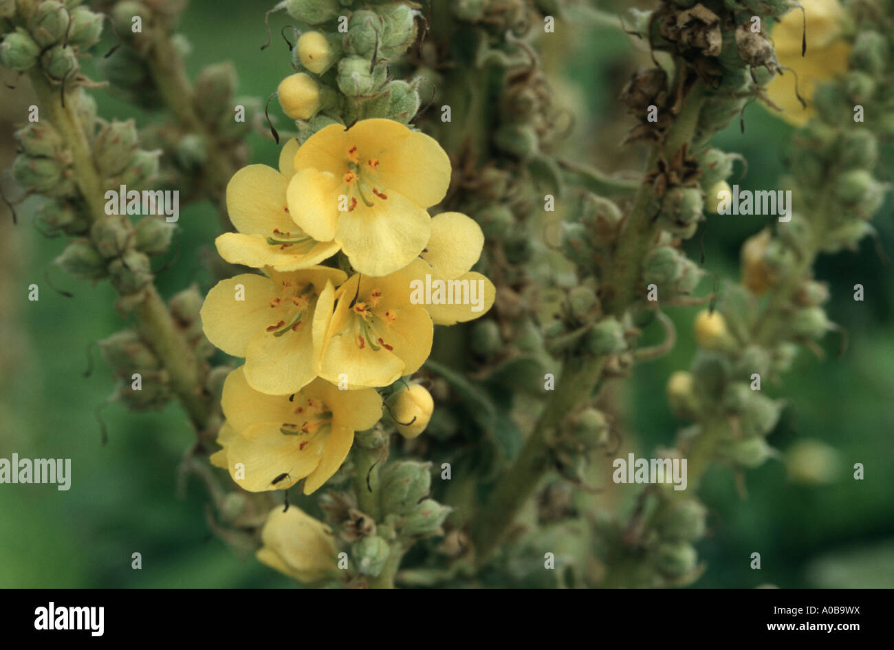 dense-flowered mullein, dense mullein (Verbascum densiflorum), flowers Stock Photo